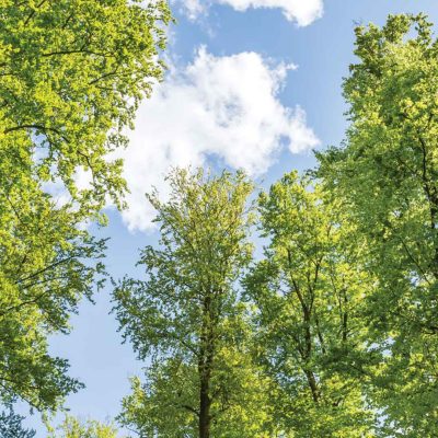 imagem-destacada-kamus-explica-o-que-e-conteudo-evergreen-e-como-ele-auxilia-a-minha-marca